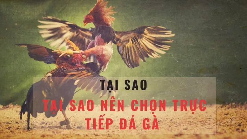 3. Tin Tức Đá Gà Mới Nhất