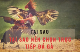 Lịch Thi Đấu Đá Gà C3 - Cập Nhật Hằng Ngày